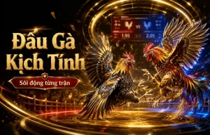 Giao diện sảnh đá gà goyogalifestyle